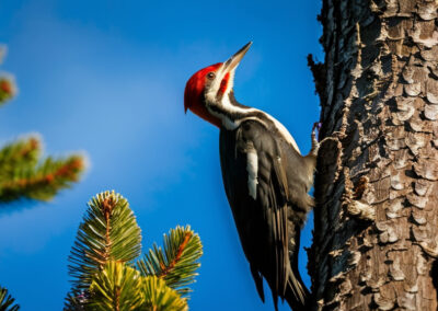 Pileated Woodpecker habitat