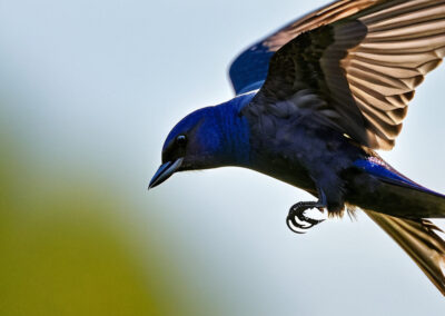Purple Martin Sky Dancer