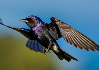 Purple Martin Sky Dancer