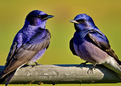 The difference between a male and a female Purple Martjn