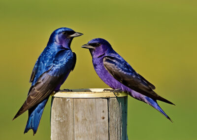 The difference between a male and a female Purple Martjn