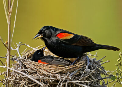 Red-winged Bluebird building its nest