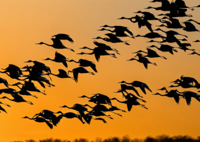 Sandhill Crane Migration