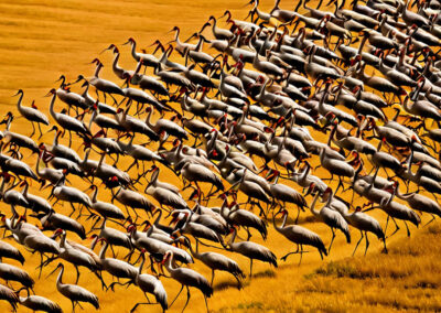 Sandhill Crane Migration