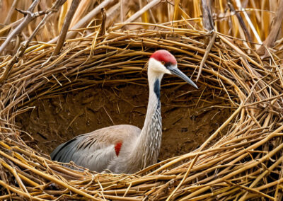Sandhill Crane nest