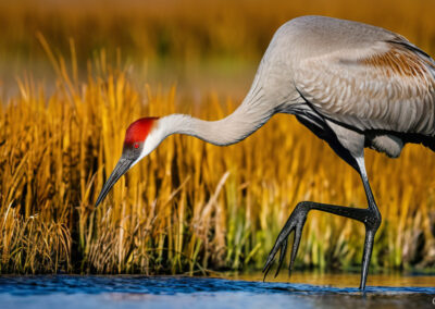 Sandhill Crane foraging in the open wetlands