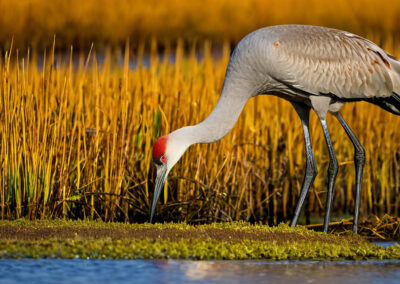 Sandhill Crane foraging in the open wetlands