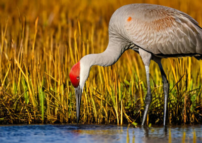 Sandhill Crane foraging in the open wetlands