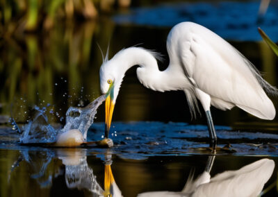 Snowy Egret Feeding Frenzy