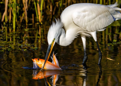 Snowy Egret Feeding Frenzy