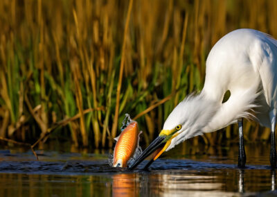 Snowy Egret Feeding Frenzy