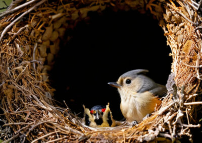 Tufted Titmouse nest