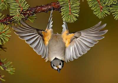 Tufted Titmouse's Playful Personality