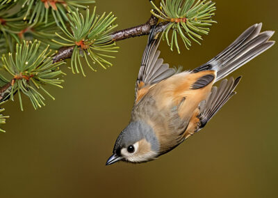 Tufted Titmouse's Playful Personality