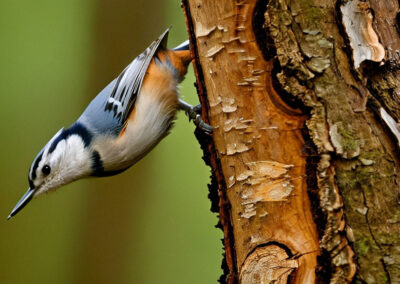 White-breasted Nuthatch Acrobats