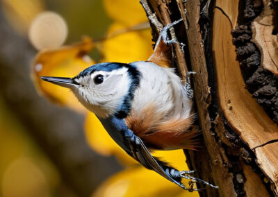 White-breasted Nuthatch Acrobats