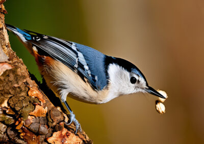 White-breasted Nuthatch diet