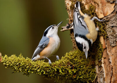 White-breasted Nuthatch mingling with a chickadee