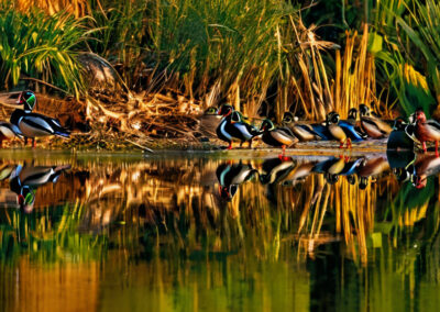wood-duck-habitat