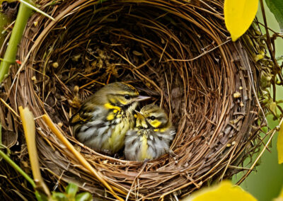 Yellow-rumped Warbler nest