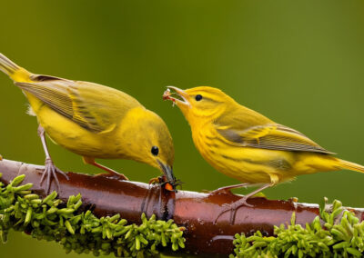 Yellow Warbler Diet