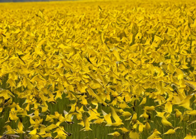 Yellow Warblers Migrating
