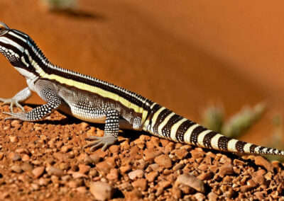 Zebra-Tailed Lizard Habitat