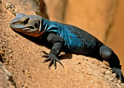 Chuckwalla Habitat