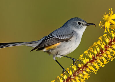 Black-Tailed Gnatcatcher diet