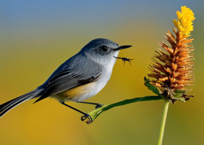 Black-Tailed Gnatcatcher diet