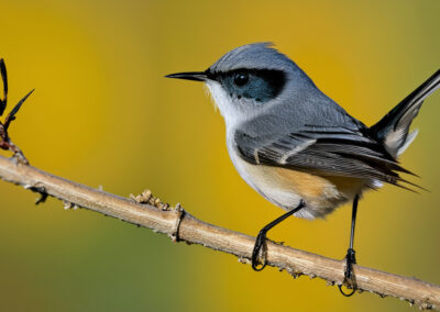 Black-Tailed Gnatcatcher diet
