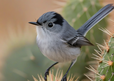 Black-Tailed Gnatcatcher habitat