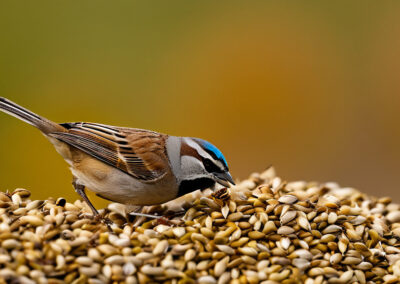 Black-Throated Sparrow diet