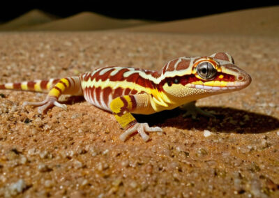 Desert Banded Gecko diet