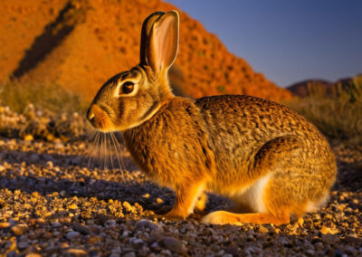 Desert Cottontail behaviour