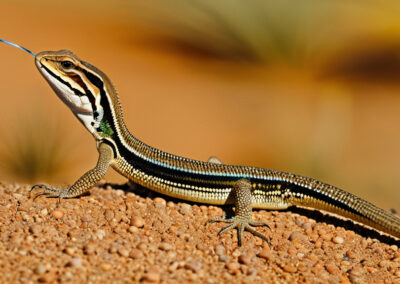 Desert Grassland Whiptail Lizard habitat