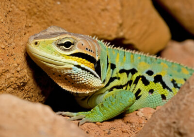 Desert Night Lizard habitat