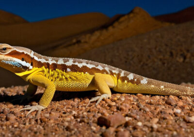 Desert Night Lizard habitat