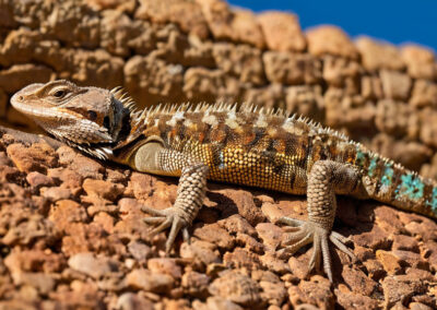 Desert Spiny Lizard habitat