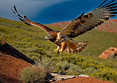 Red-Tailed Hawk diet