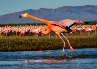 A Flamingo flying over water