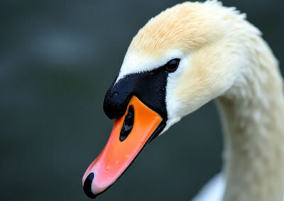Ultra-high-definition macro shot of a swan's face