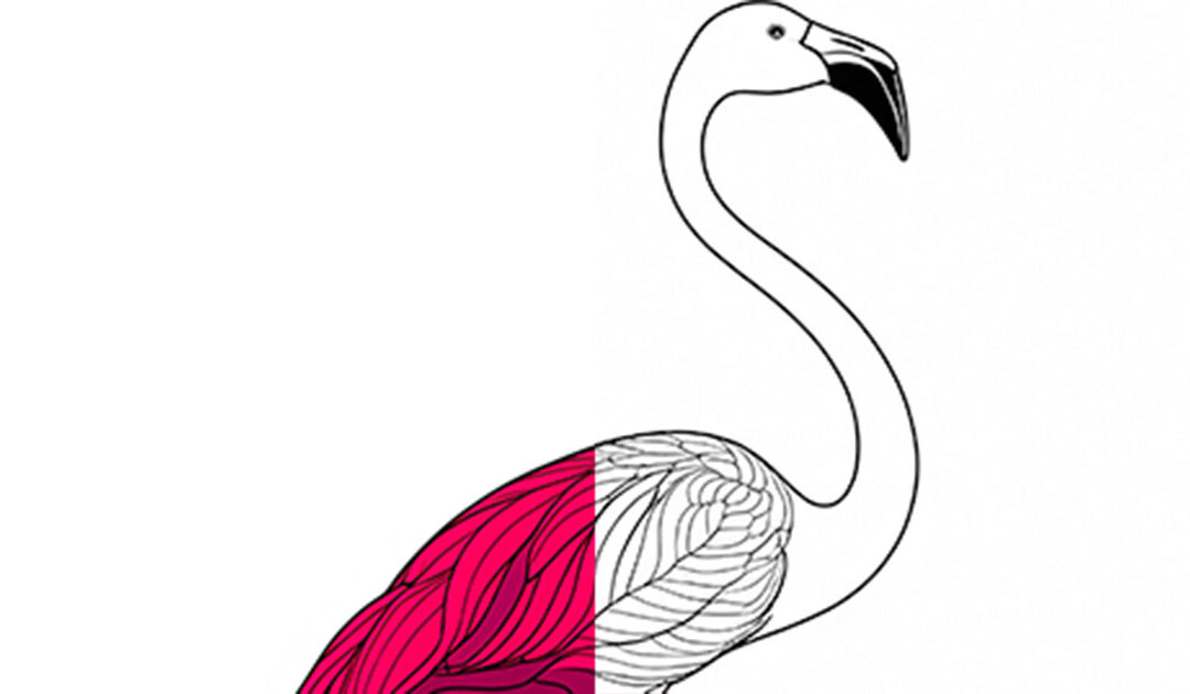 Fascinating Flamingos: The Pink Wonders of Nature