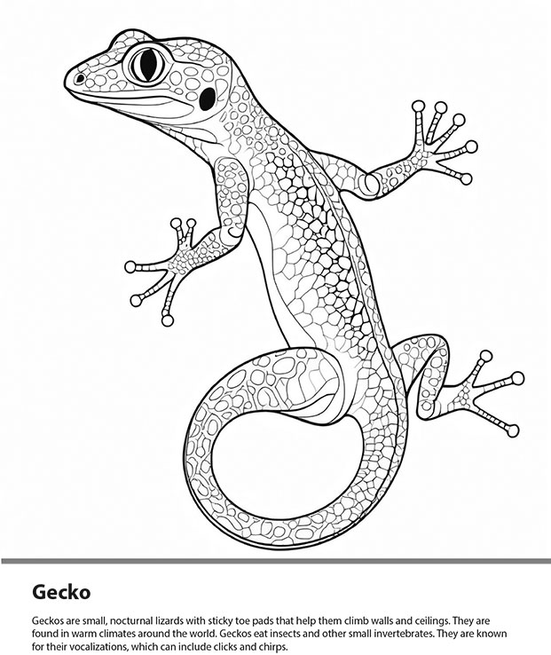 Lizard Coloring Page Sample