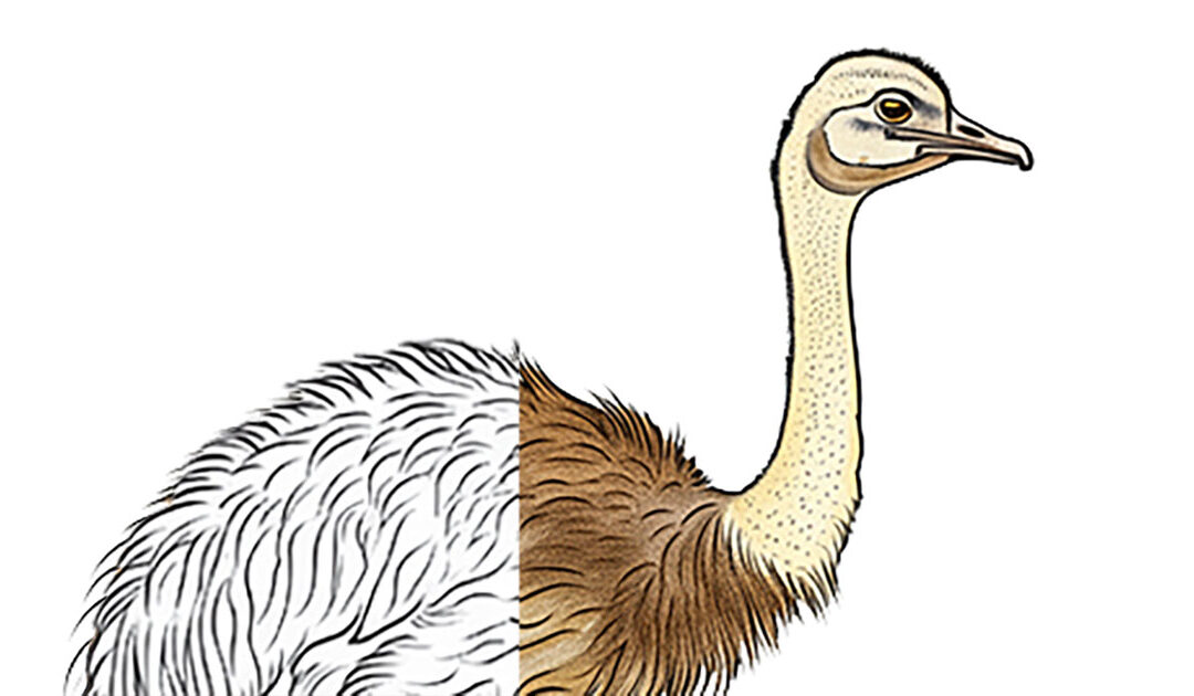 The Astonishing Speed of the Ostrich – The Fastest Bird on Land!