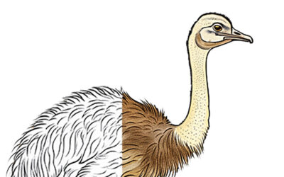 The Astonishing Speed of the Ostrich – The Fastest Bird on Land!