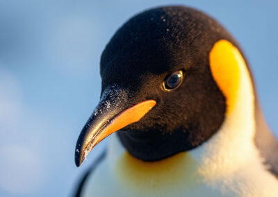 a closeup on a king penguin's face