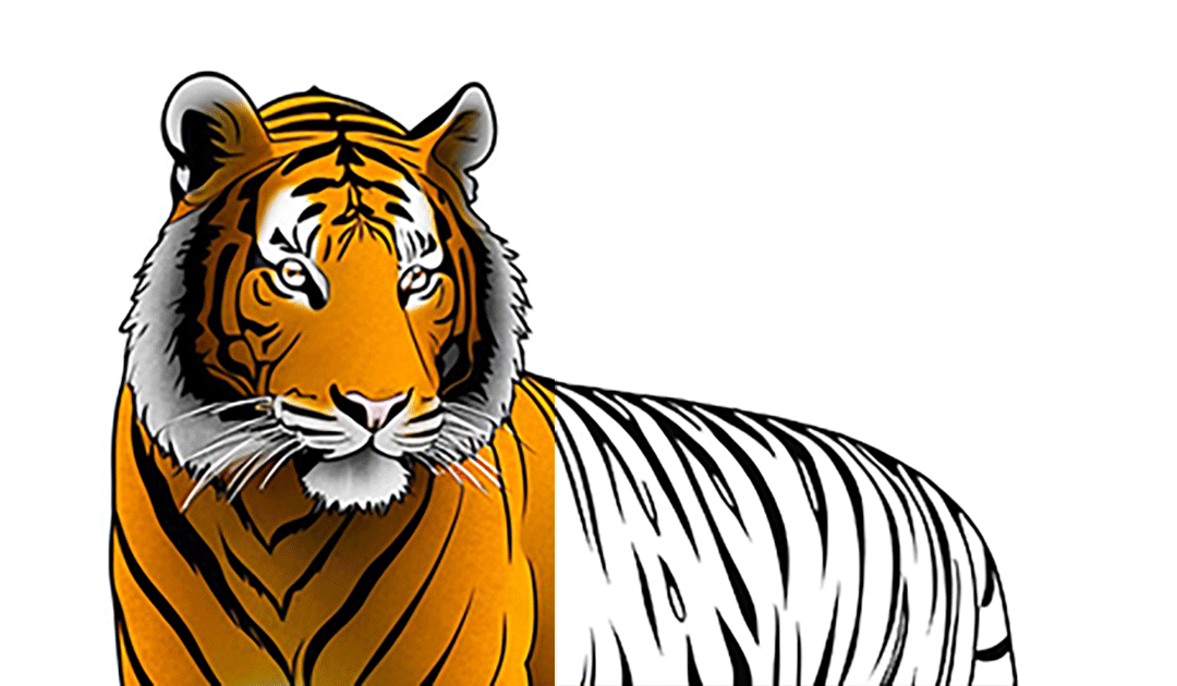 The Terrific Traits of the Tiger